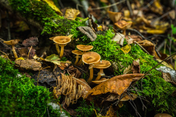 Beautiful mushrooms in the forest. Selective focus. Shallow depth of field.
