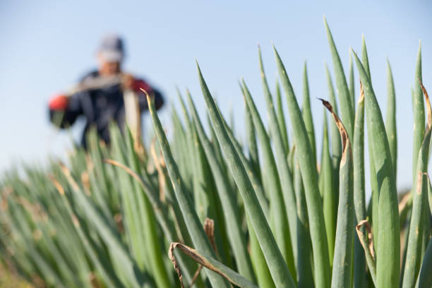 Farmer Harvesting Fresh Leeks in Rural Field