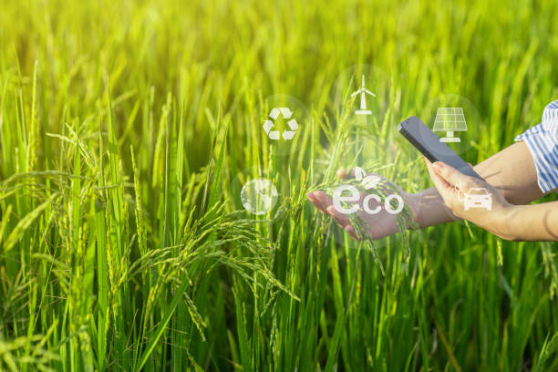 istock Smart farming concepts, using modern technology to grow crops or rice, using AI to manage farm management systems to reduce costs and increase accuracy. 2185179160