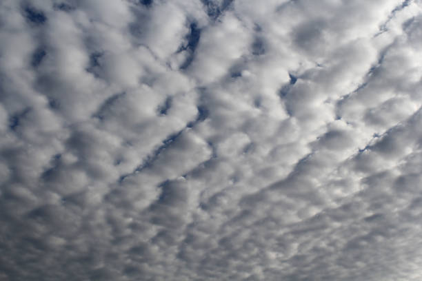 Dense layer of altocumulus clouds in the sky abstract textured background