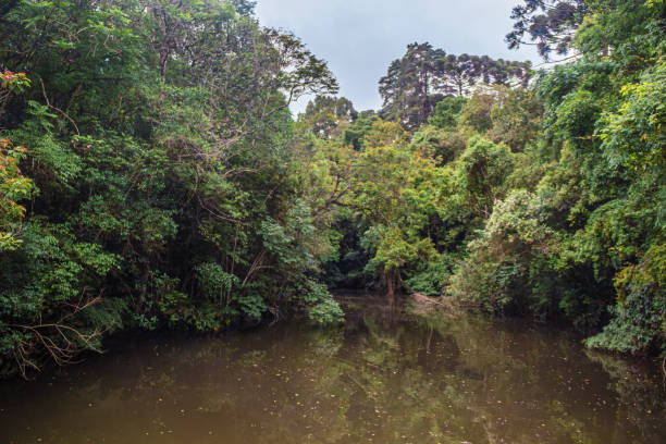 istock Pond at Pedreiras Park - Curitiba 2185180694