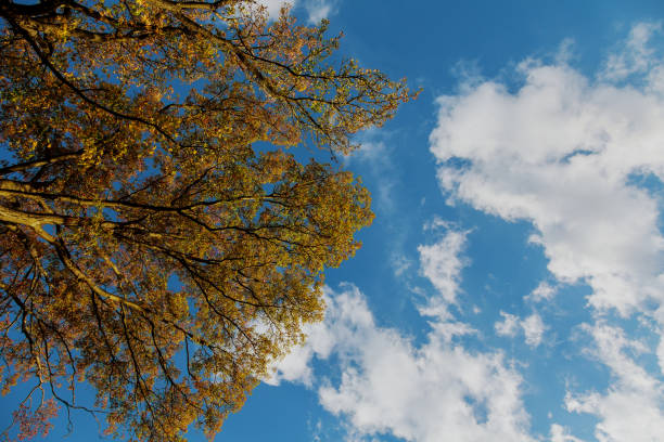 Yokohama, Kanagawa, Japan - December 9, 2025: A low-angle view captures a vibrant blue sky filled with scattered, puffy white cumulus clouds. The perspective is from within a park or wooded area, looking upwards through the tree canopy. The foliage displays a mix of late autumn and early winter characteristics, with some trees completely bare, while others retain deep green leaves or warm brown and orange autumnal colors. The natural light suggests a bright, possibly sunny day, highlighting the textures of the cloud formations and the various tree branches.