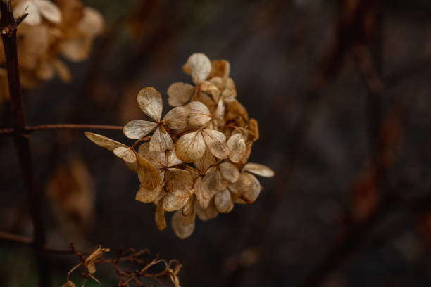 Faded hydrangea in the late autumn garden. Selective focus. Shallow depth of field.