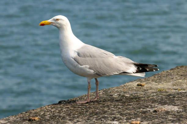 istock Closeup of a Herring Gull with a blue background 2185183248