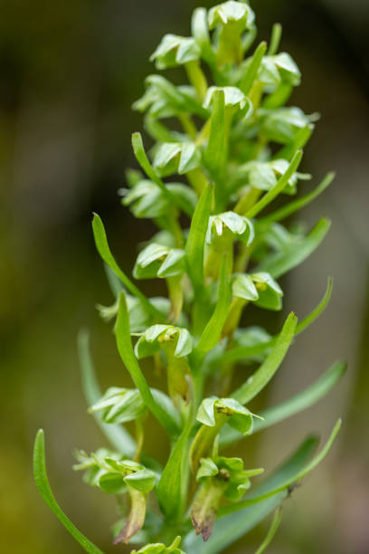 Frog Orchid (Coeloglossum viride) macro photography