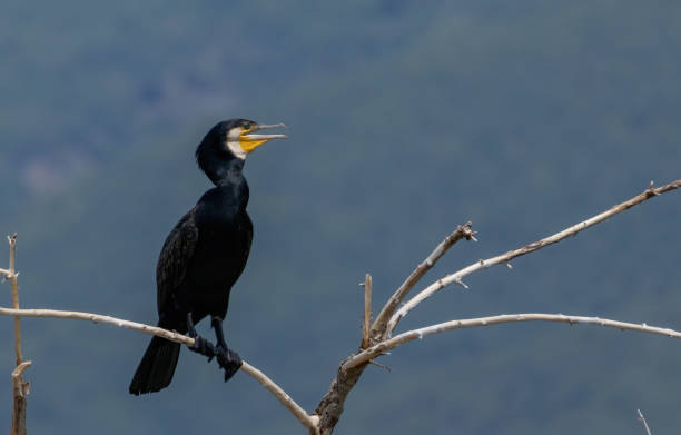 istock Great Cormorant (Phalacrocorax carbo) in natural habitat 2185183457