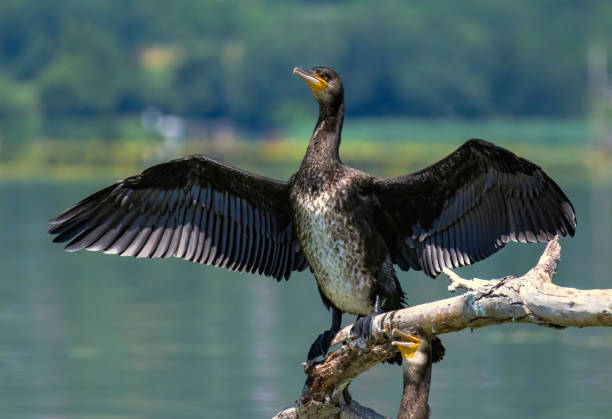 istock Great Cormorant (Phalacrocorax carbo) in natural habitat 2185183464