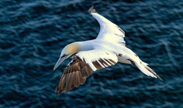 istock Northern Gannet on breeding rocks of Bempton cliffs, UK 2185183650