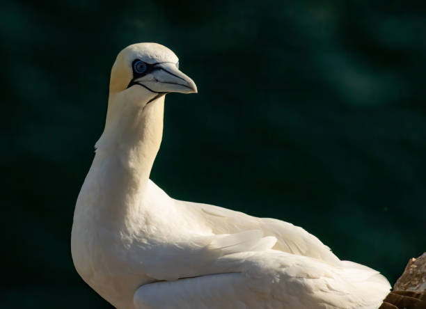 istock Northern Gannet on breeding rocks of Bempton cliffs, UK 2185183657