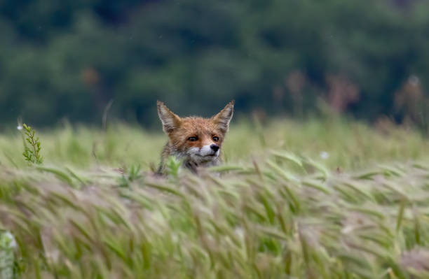 istock Red fox portrait photography 2185183710