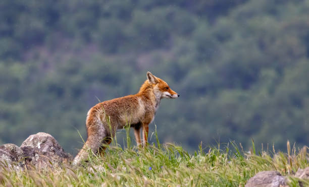 istock Red fox portrait photography 2185183721