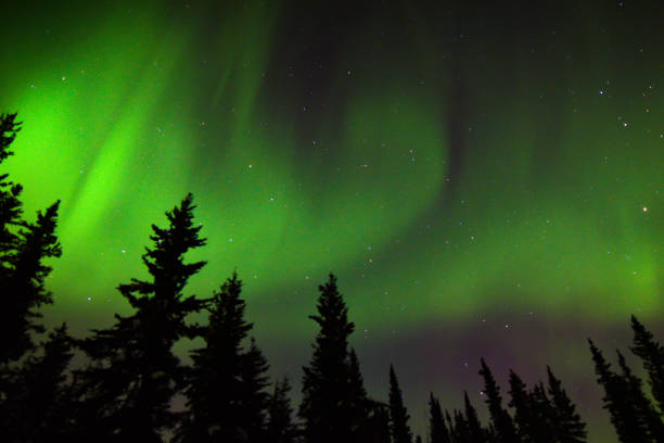 istock Stars in the Night Sky with Auroras With Trees in Foreground 2185183866