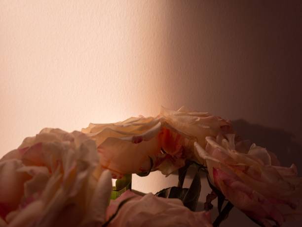 A bouquet of roses casting shadows on a wall, illuminated by warm sunlight