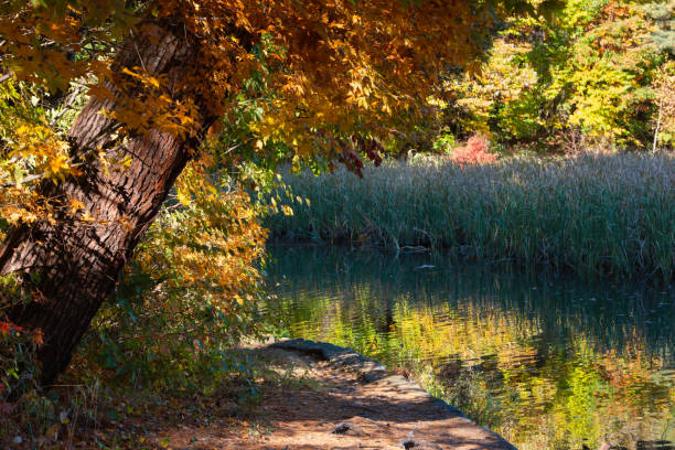 istock Reflection of autumn leaves 2185189153