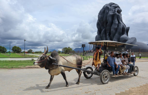 Environment friendly Bullock carts are used to transport tourists inside the ISHA ashram temples near Coimbatore in Tamil Nadu, India. Coimbatore, Tamil Nadu, India-October 12 2024; Environment friendly Bullock carts are used to transport tourists inside the ISHA ashram temples near Coimbatore in Tamil Nadu, India. bullock cart india stock pictures, royalty-free photos & images