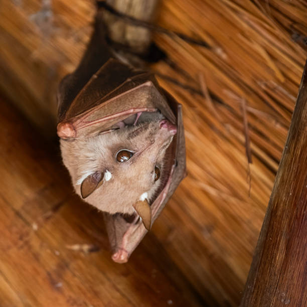 istock Wahlberg's epauletted fruit bat 2185190709