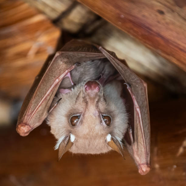 Wahlberg's epauletted fruit bat suspended from the underside of a thatch roof
