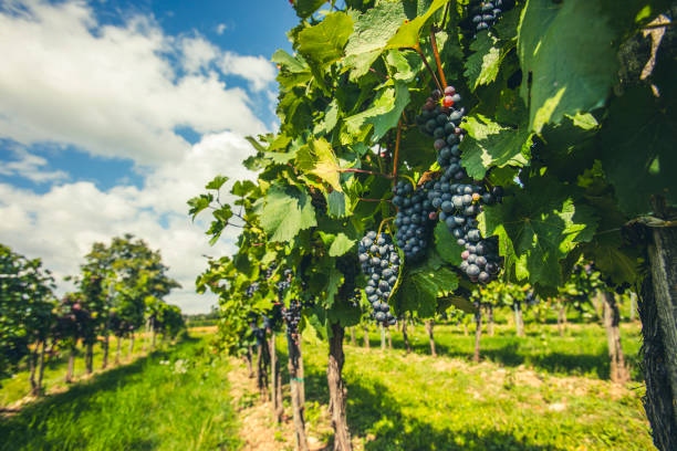 istock blue merlot grapes in green vineyard 2185191864