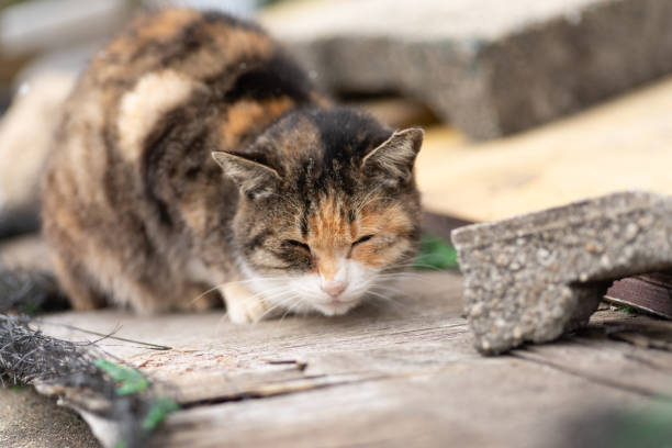 istock A cat enduring the cold in the snow 2185193066