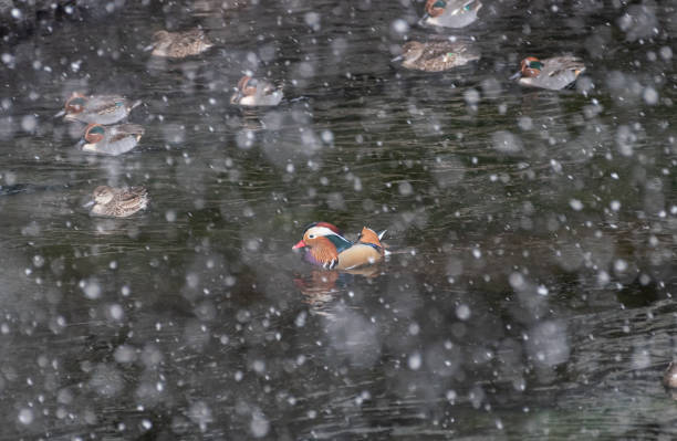 Bright Mandarin duck in the pond