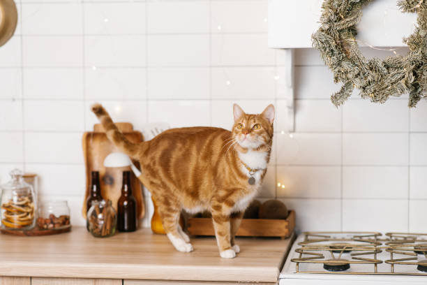 istock Red cat is standing on a kitchen counter next to a christmas wreath 2185193213