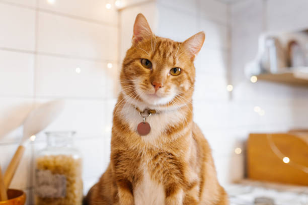 istock Red cat with a collar sits on a counter in a kitchen and looking at the camera with a curious expression 2185193214