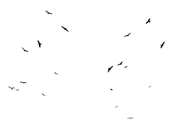 istock A flock of birds in flight isolated on a white background 2185193729
