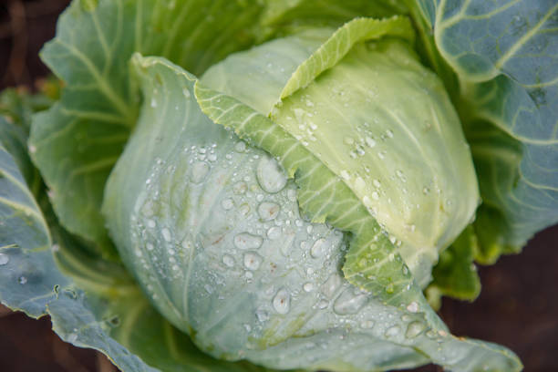 Detailed close-up of a fresh green leaf covered in natural water droplets, highlighting texture and beauty. Perfect for concepts of nature, freshness, and organic produce.
