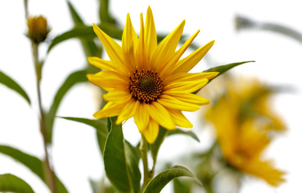 A yellow flower with a green stem. The flower is surrounded by green leaves