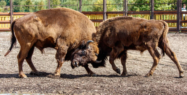 istock Two bisons are fighting in the park 2185193780