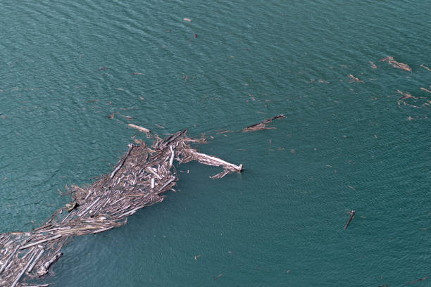 istock Driftwood accumulated in the dam 2185193934