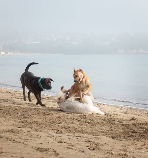 istock Three dogs playing on the sandy beach in the fog. Auckland. Vertical format. 2185194131