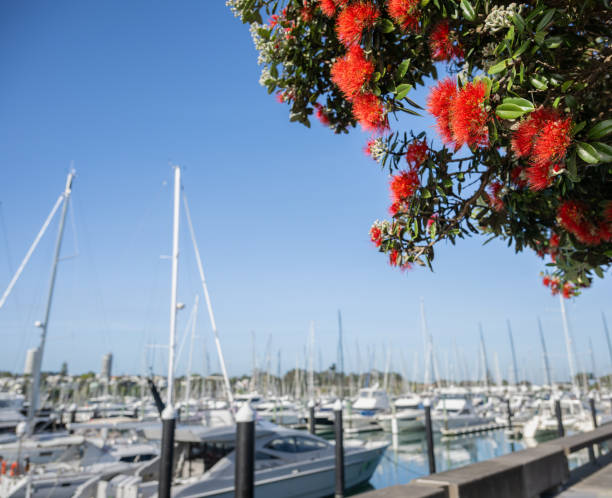 istock Pohutukawa trees in full bloom. Unrecognisable yachts in foreground. 2185194172