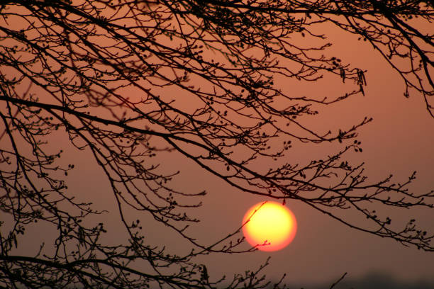 Closeup on  trees branches in the early morning with a warm orange sun