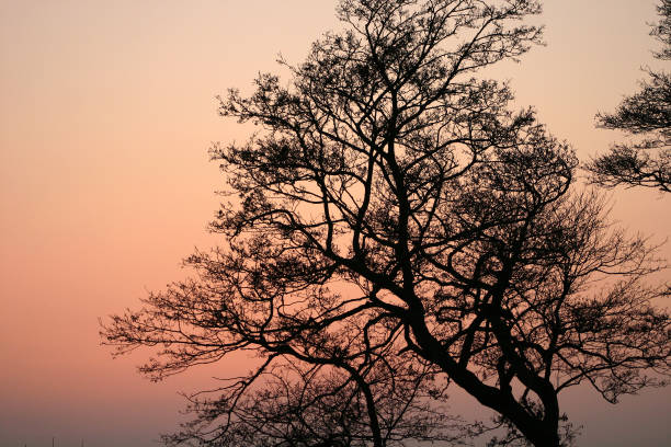 Closeup on  trees branches in the early morning with a warm orange sun