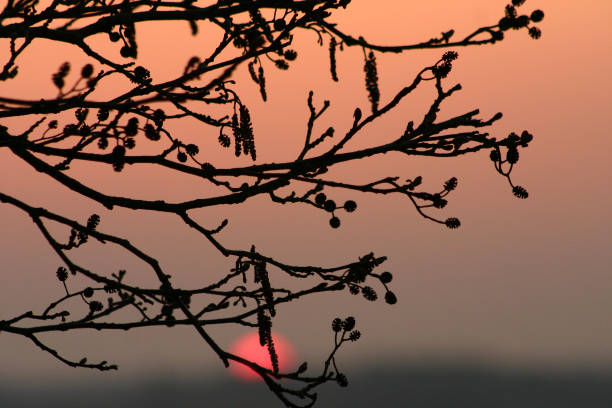 Closeup on  trees branches in the early morning with a warm orange sun