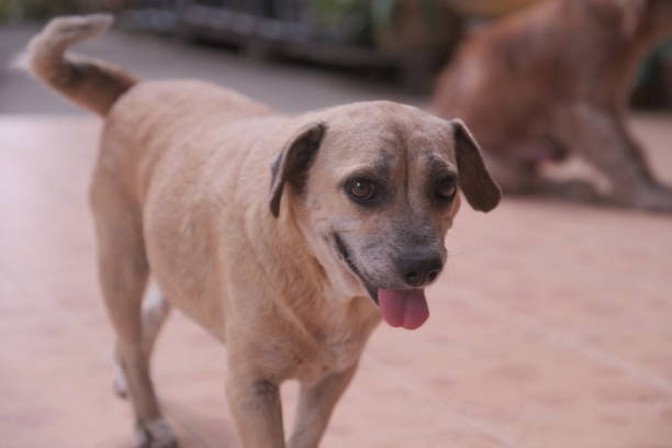 istock The half-breed plug dog is cute and stronger than the pure breed. 2185196685