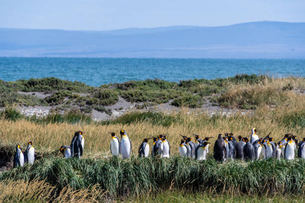 istock King penguin colony on Tierra de Fuego 2185196783