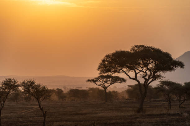 istock Sunset in the Serengeti 2185196803