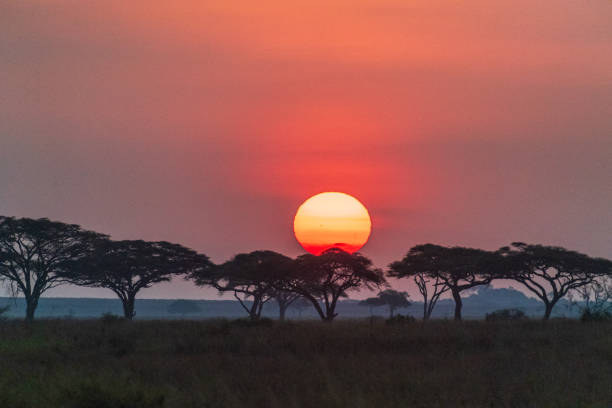 istock Sunrise in the Serengeti 2185196805