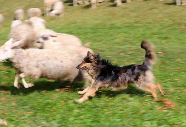 action shot herding dog running through green field guarding sheep