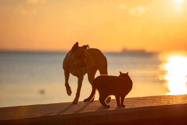 Stray dog and stray cat with sunset landscape.