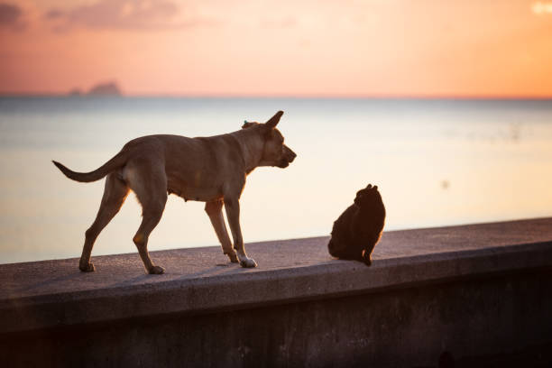 Stray dog and stray cat with sunset landscape.