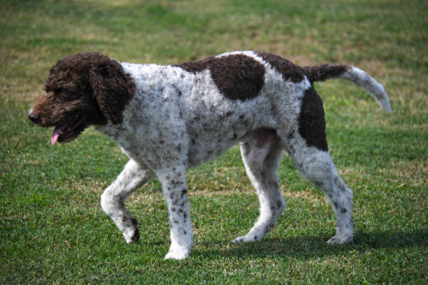 istock lagotto beautiful dog 2185198696