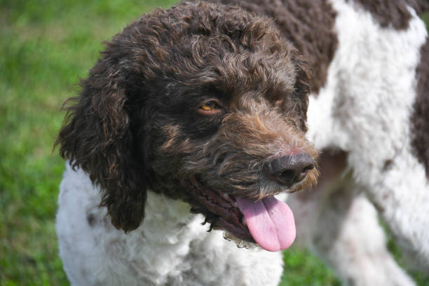 istock lagotto beautiful dog 2185198703