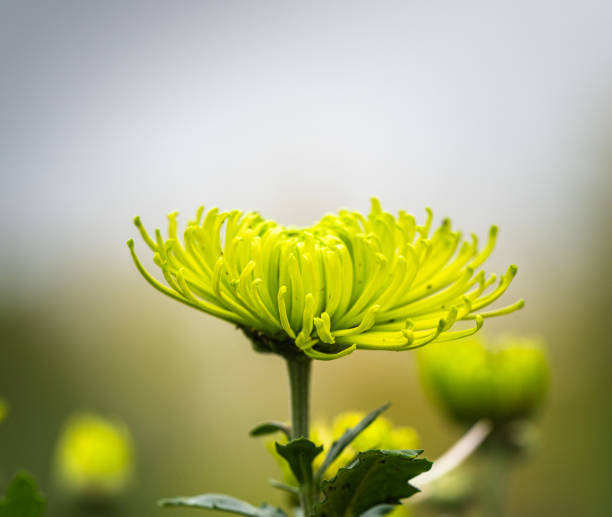 Dahlias tipped with green in a flower arrangement in a family home. Baby's Breath or Gypsophila fill the background. Winter morning in Victoria, British Columbia.