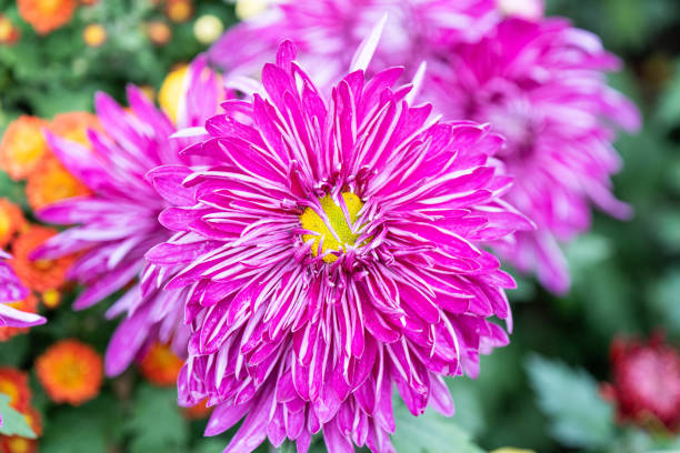 Purple chrysanthemums in the park