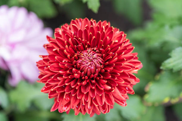 Red chrysanthemums in the park