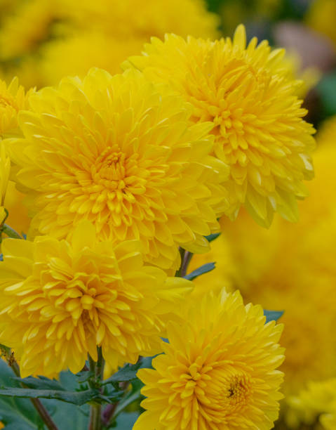 istock Yellow chrysanthemums in the park 2185202274