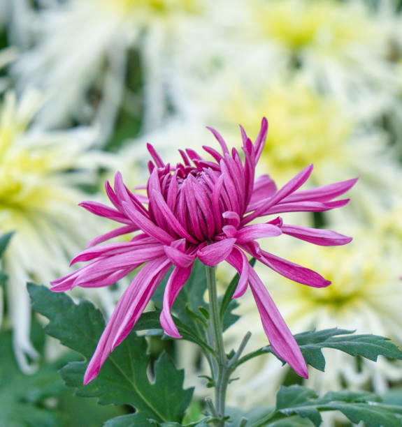 istock Purple chrysanthemums in the park 2185202277